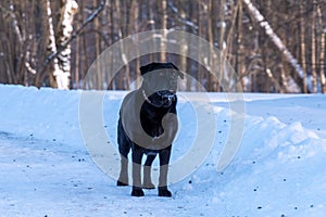 black Labrador dog on a trail in winter with a frostbitten chin