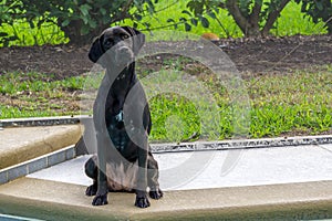 Black Labrador Dog Waiting Patiently to go Swimming