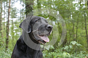 Black Labrador in Woods