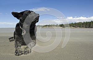 Black labrador enjoying the breeze at the beach