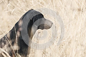 Black Labrador in Field