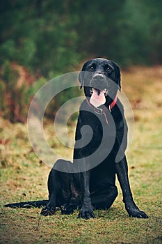 Black Labrador in the Forest