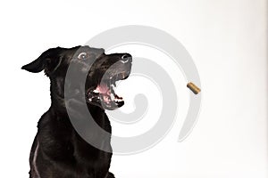 Black Labrador in front of white