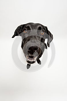 Black Labrador in front of white