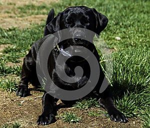 Black Labrador in Grass