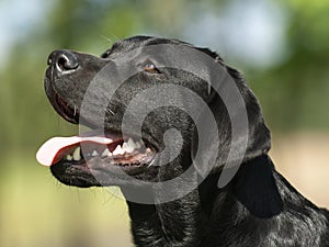 Black Labrador head photo