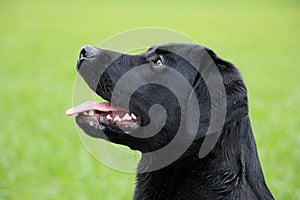 Black labrador head portrait side view