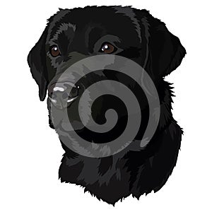 Black labrador Head Vector Illustration