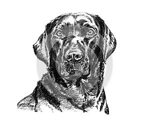 Black labrador illustration