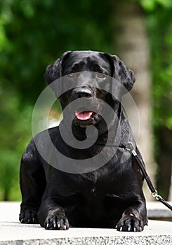 Black Labrador laying