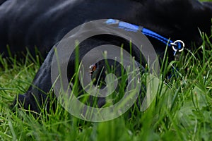 Black Labrador laying in the grass