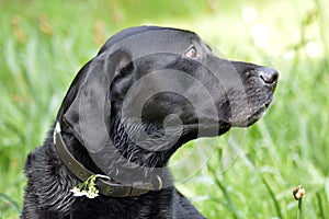 Black labrador