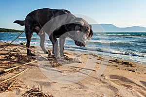 Black labrador looks puzzled