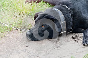 Black Labrador lying on the grass, close-up