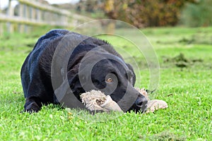 Black Labrador lying on the grass with a cuddly toy