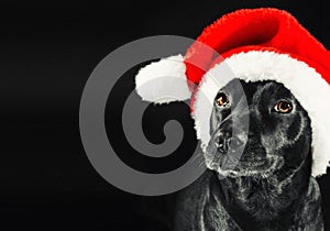 Black labrador mix dog wearing a Santa hat