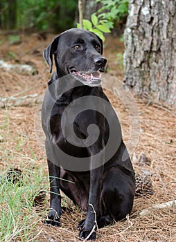 Black Labrador Mixed Breed Dog