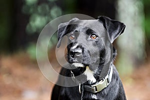 Black Labrador mixed breed dog