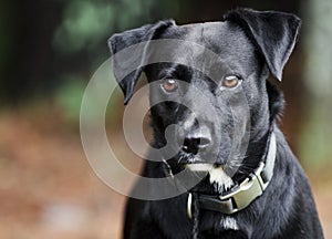 Black Labrador mixed breed dog