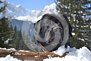 Black labrador on the mountain
