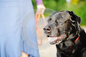 Black Labrador Out For A Walk