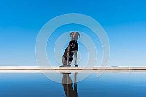 Black Labrador on Pier Over Calm Water
