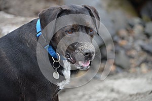 Black Labrador Pitbull mix dog playing on the beach with a sandy nose