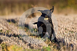 Black Labrador playing in a field