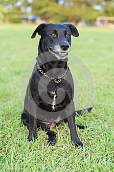 Black Labrador portrait