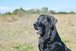 Black labrador portrait