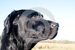 Black labrador portrait