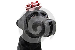 Black labrador present christmas, birthday or anniversary with a red ribbon over its head. Isolated on white background