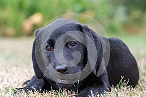 Black Labrador puppy