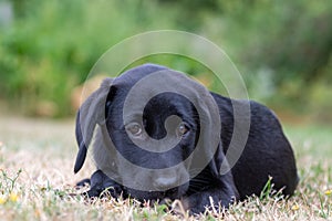 Black Labrador puppy