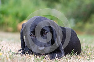 Black Labrador puppy