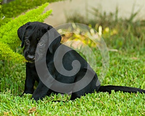 Black Labrador Puppy