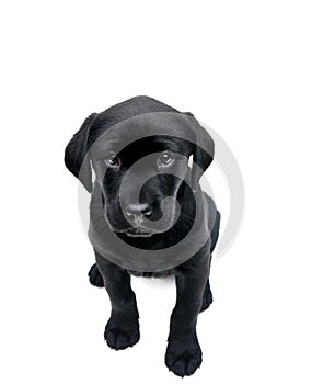 Black labrador puppy