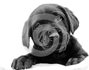 Black Labrador Puppy photo