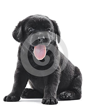 Black labrador puppy dog