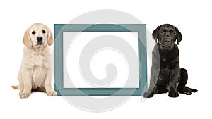 Black labrador puppy dog and golden retriever puppy sitting next to a blue empty picture frame