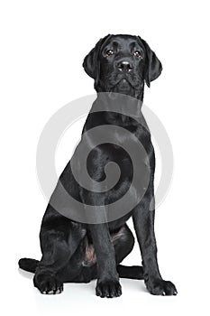 Black Labrador puppy