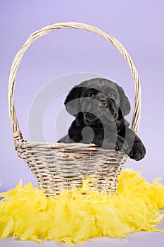 Black labrador puppy sitting in a basket with yellow easter feathers on a lavender purple background