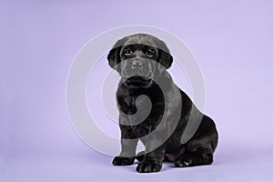 Black labrador puppy sitting on a lavender purple background looking at the camera