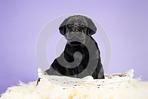 Black labrador puppy sitting in a white basket with feathers on a lavender purple background looking at the camera