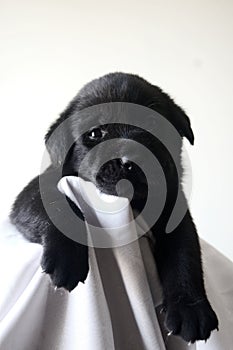 Black Labrador puppy on towel