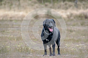 Black labrador in a relax happy position facing camera tong out on a nature background front close vieuw shot
