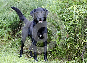 Black Labrador Retiever mixed breed dog