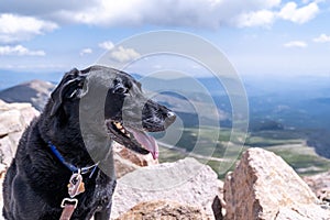 Black labrador retreiver dog on the summit of Mt. Evans, a 14er mountain in Colorado photo