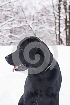 Black labrador of retrieve in winter.