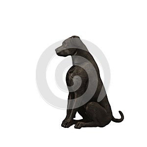 Black Labrador Retriever - 01